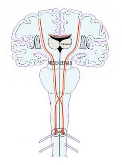 Figura 3. Cruce de fibras nerviosas a la salida del cerebro.