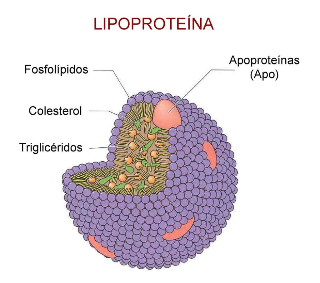 Figura 3. Componentes de las lipoproteínas.