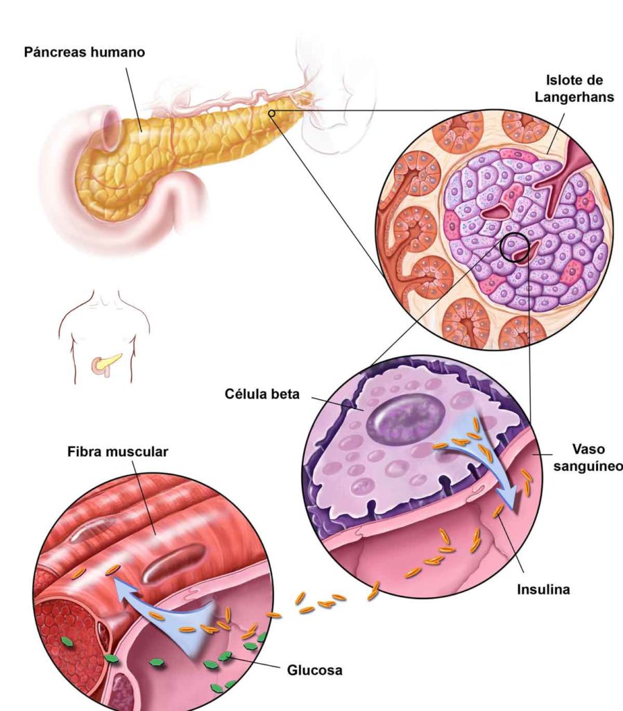 Figura 2. Producción de insulina en el páncreas humano: las células beta se encuentran junto a los vasos sanguíneos que fluyen desde el páncreas, donde liberan la insulina a la sangre. La insulina es necesaria para que las células puedan captar la glucosa y utilizarla como energía.
