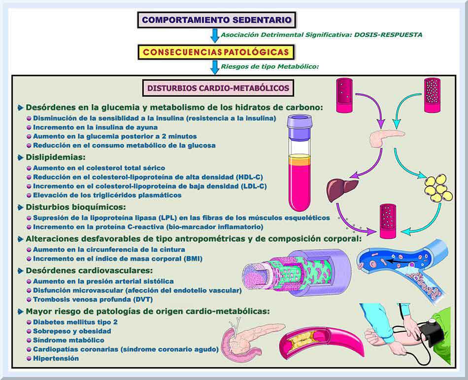 Figura 5. El sedentarismo favorece la aparición de desórdenes metabólicos y enfermedades cardiovasculares.